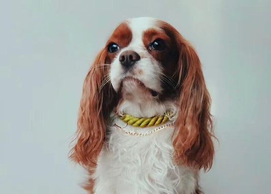 Leather Rope Collar
