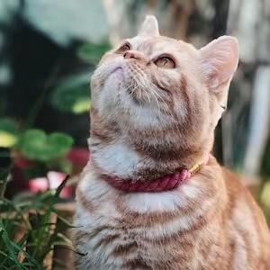 Leather Rope Collar