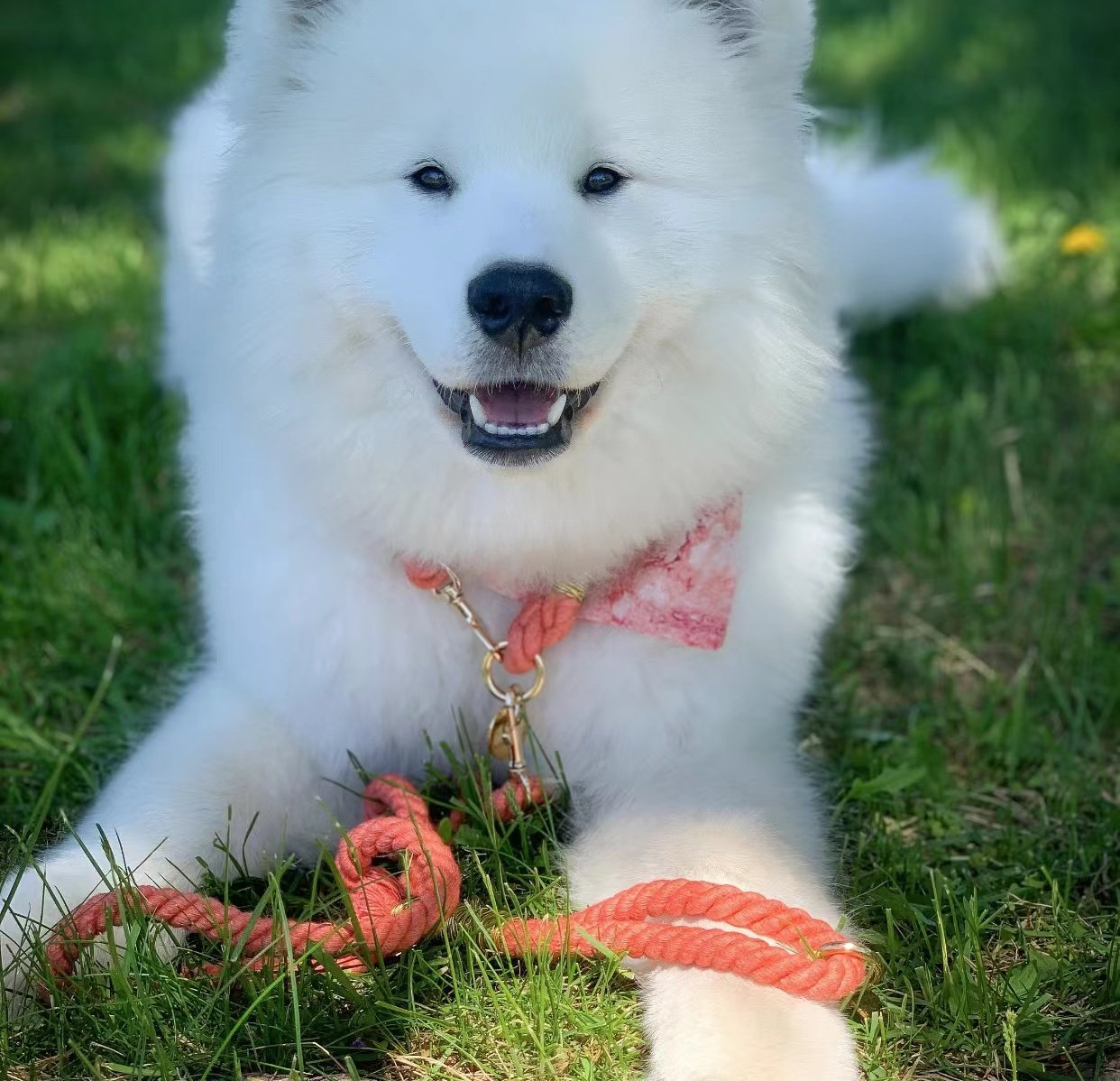 Leather Rope Collar